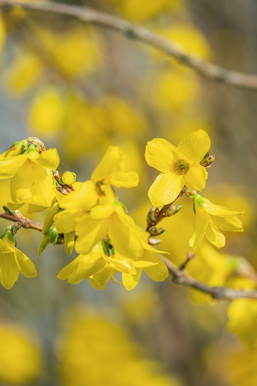 forsythia, yellow flower, shrub, spring blossom, bloom, golden, twig, flowering shrub, nature, western perspective, outdoors, sunny, spring, ornamental, bright yellow, macro, background blur, narrow depth of field, botany