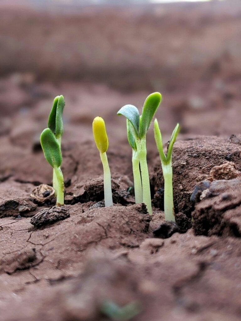 green plant on brown soil