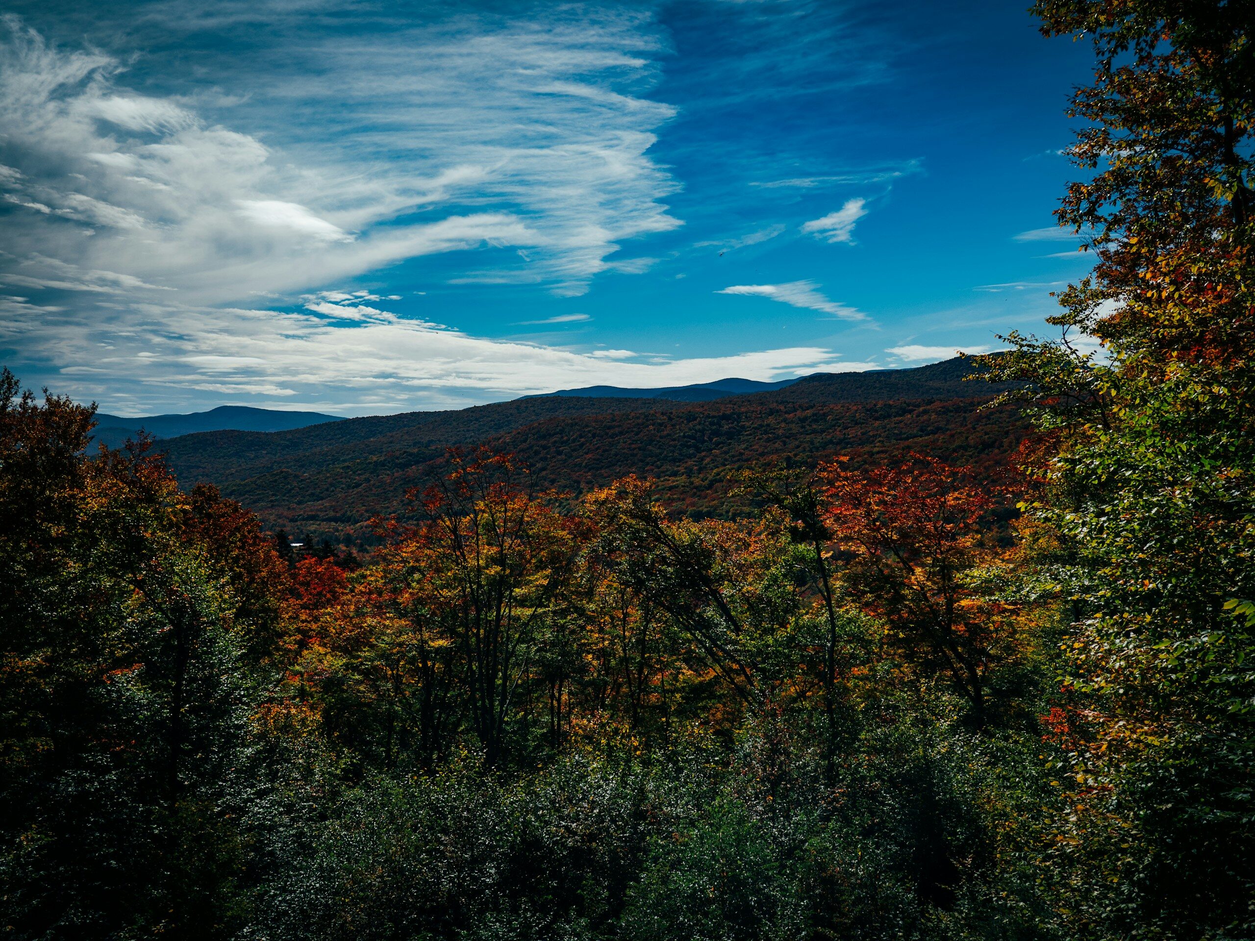 a view of a forest