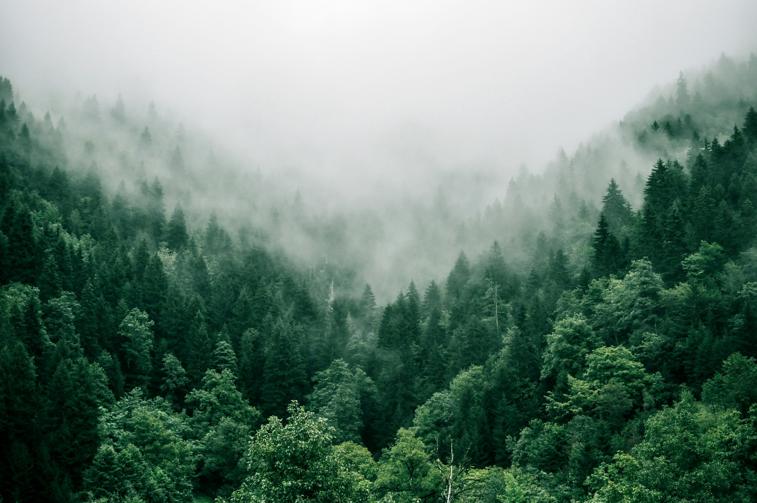 aerial photo of green trees