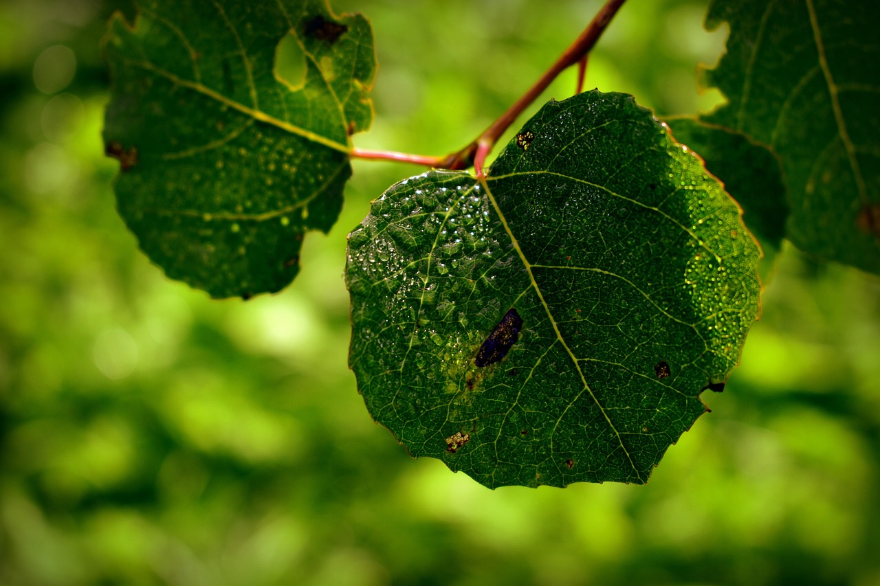 leaves, aspen, botany, foliage, nature