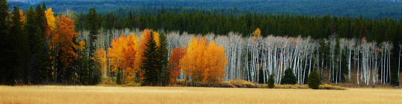 aspen, grove, forest, landscape, birch, trees, tree, foliage, yellow, nature, white, trunk, bark