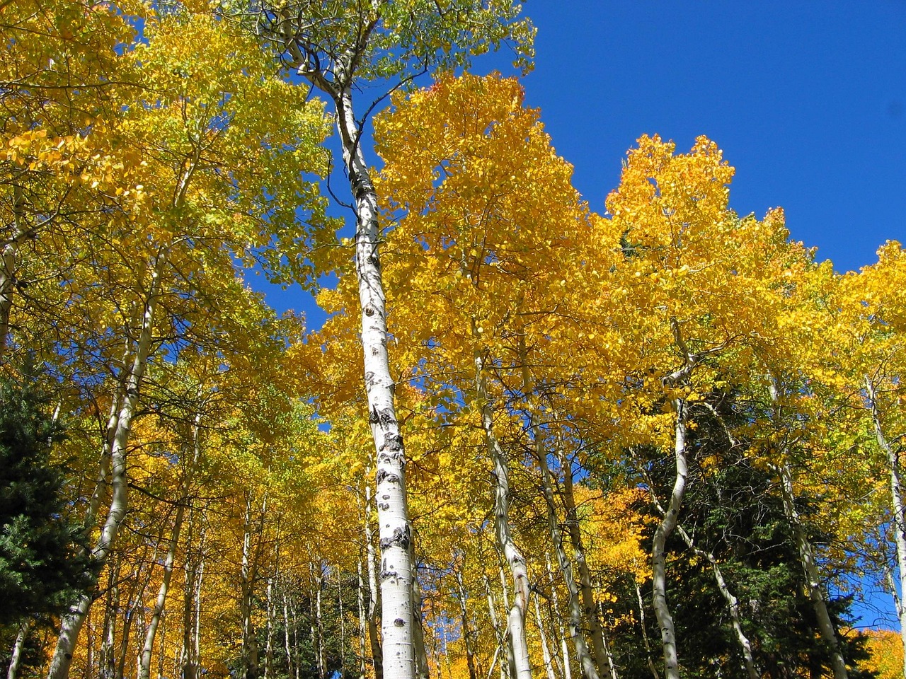 trees, forest, autumn, fall, blue sky, nature, aspen, trees, forest, aspen, aspen, aspen, aspen, aspen