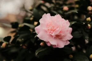A delicate pink camellia flower blooms among dark leaves.