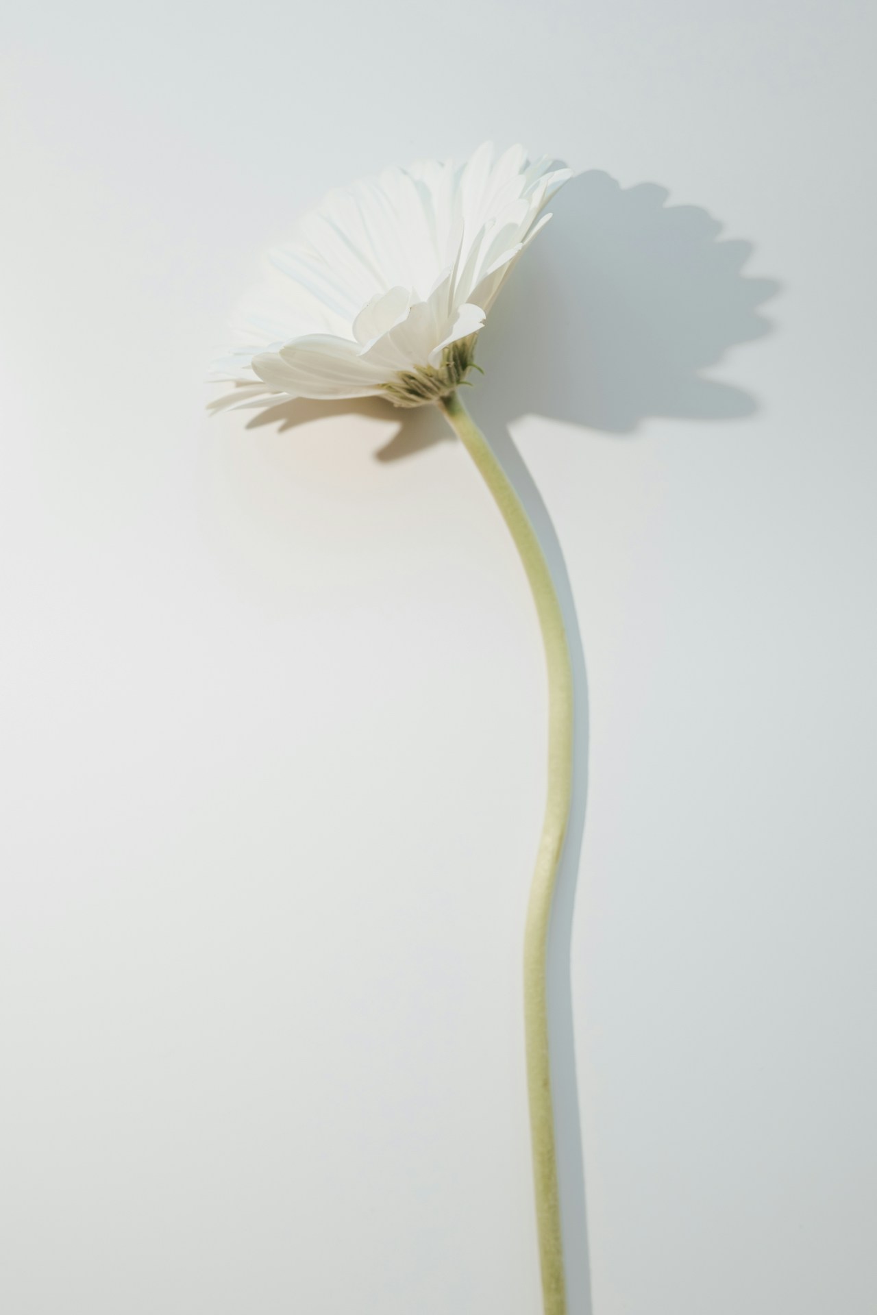 A white gerber daisy casts a gentle shadow.