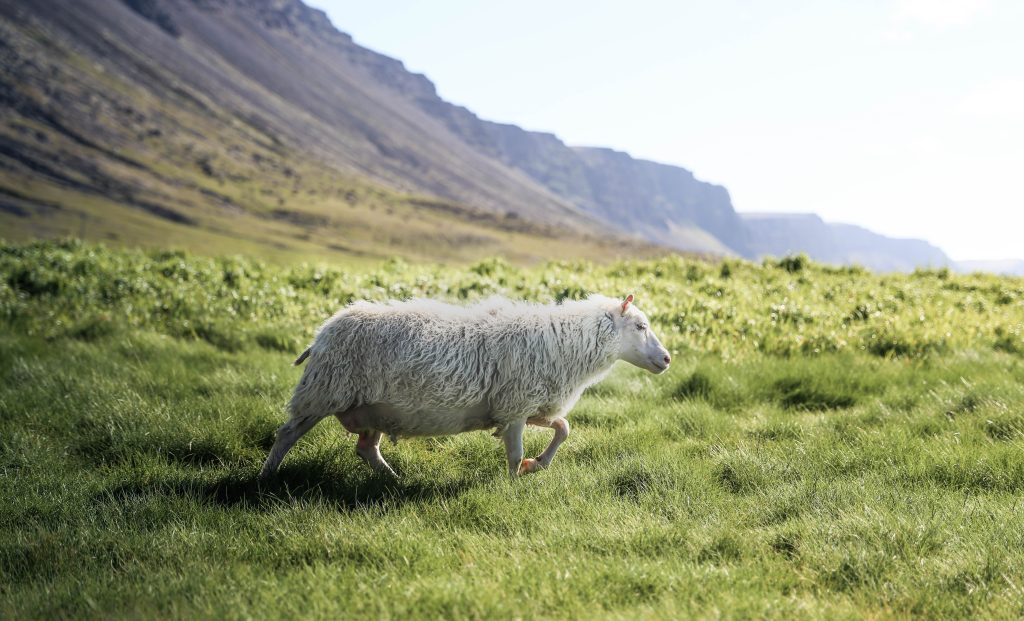 10 Days of Prayer – Follow the Lamb
