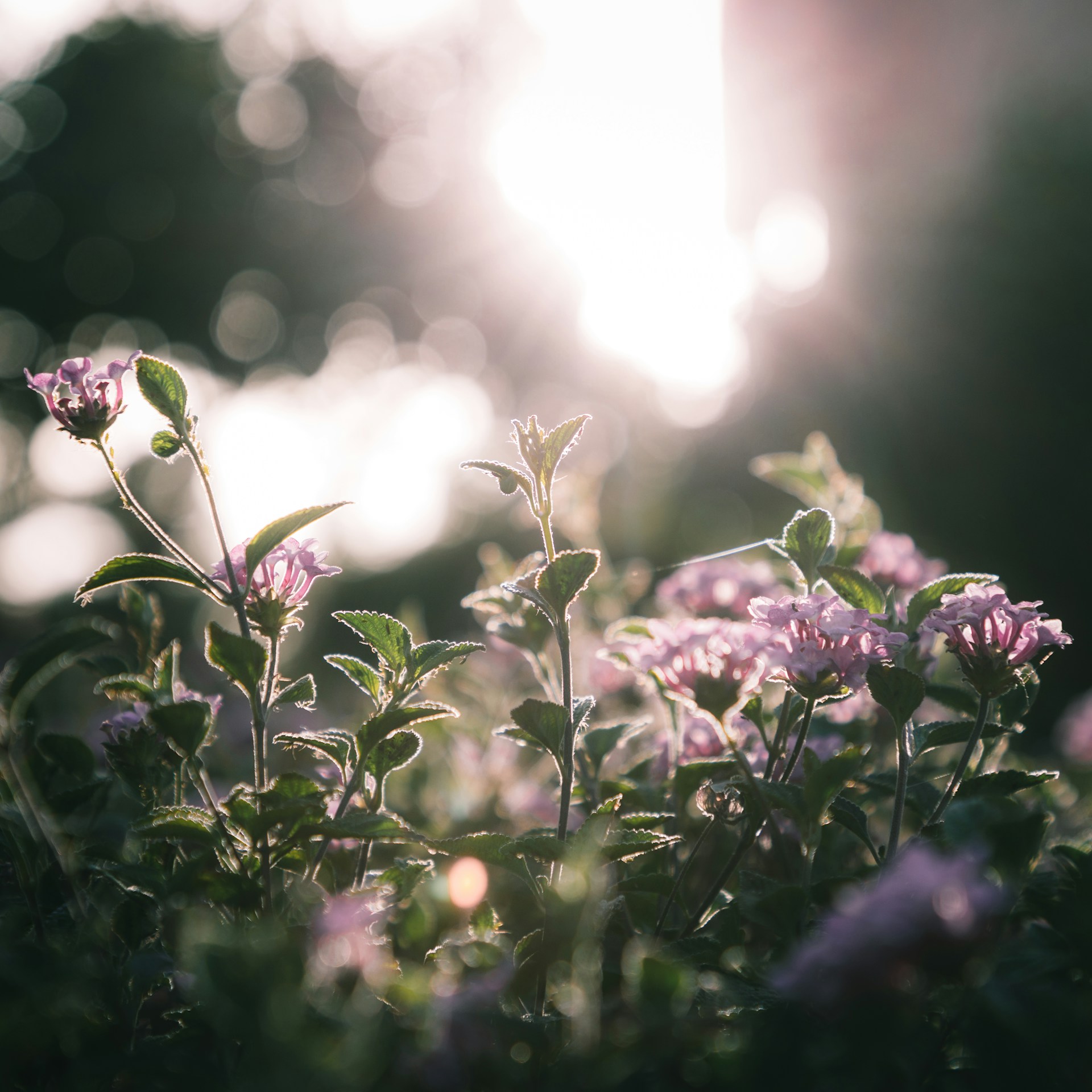 a bunch of purple flowers in a field
