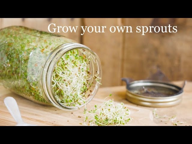 Grow your own sprouts – Easy mason jar tutorial