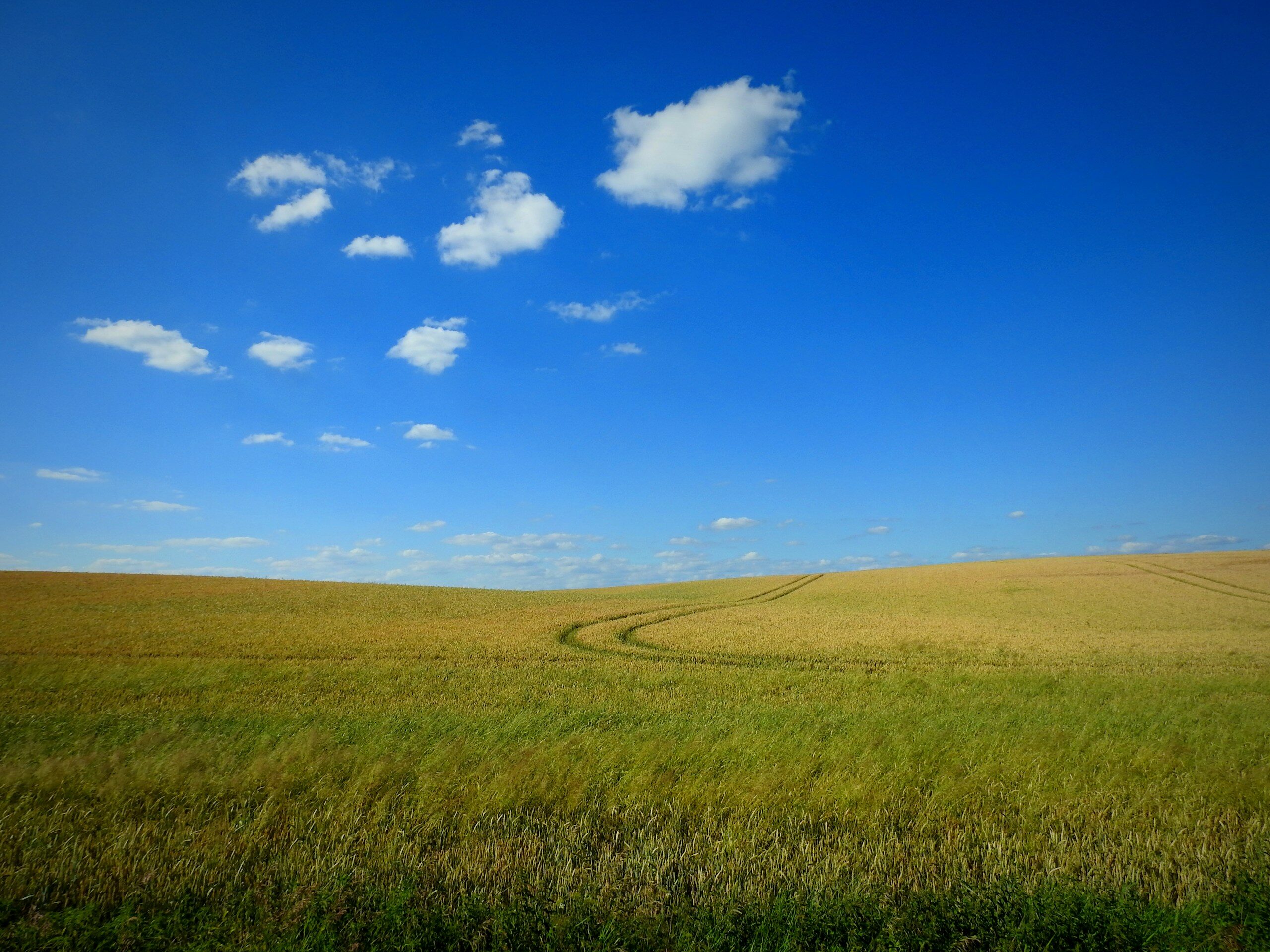 A wide open field with a blue sky in the background