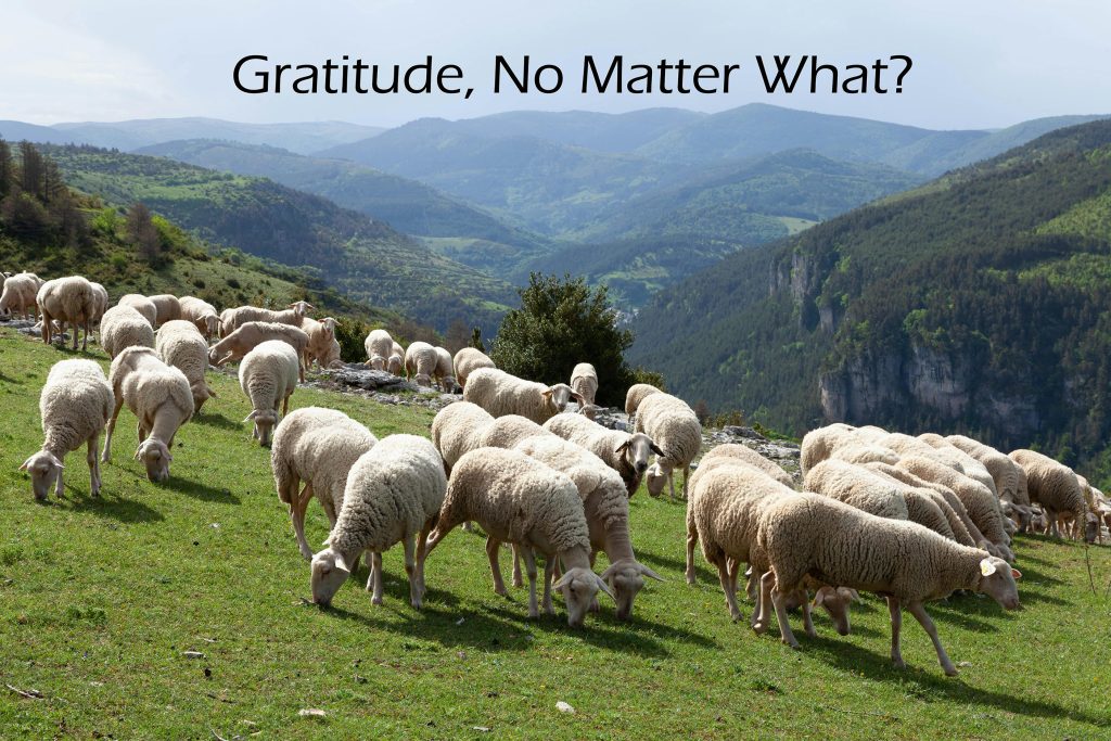 Gratitude, No Matter What?