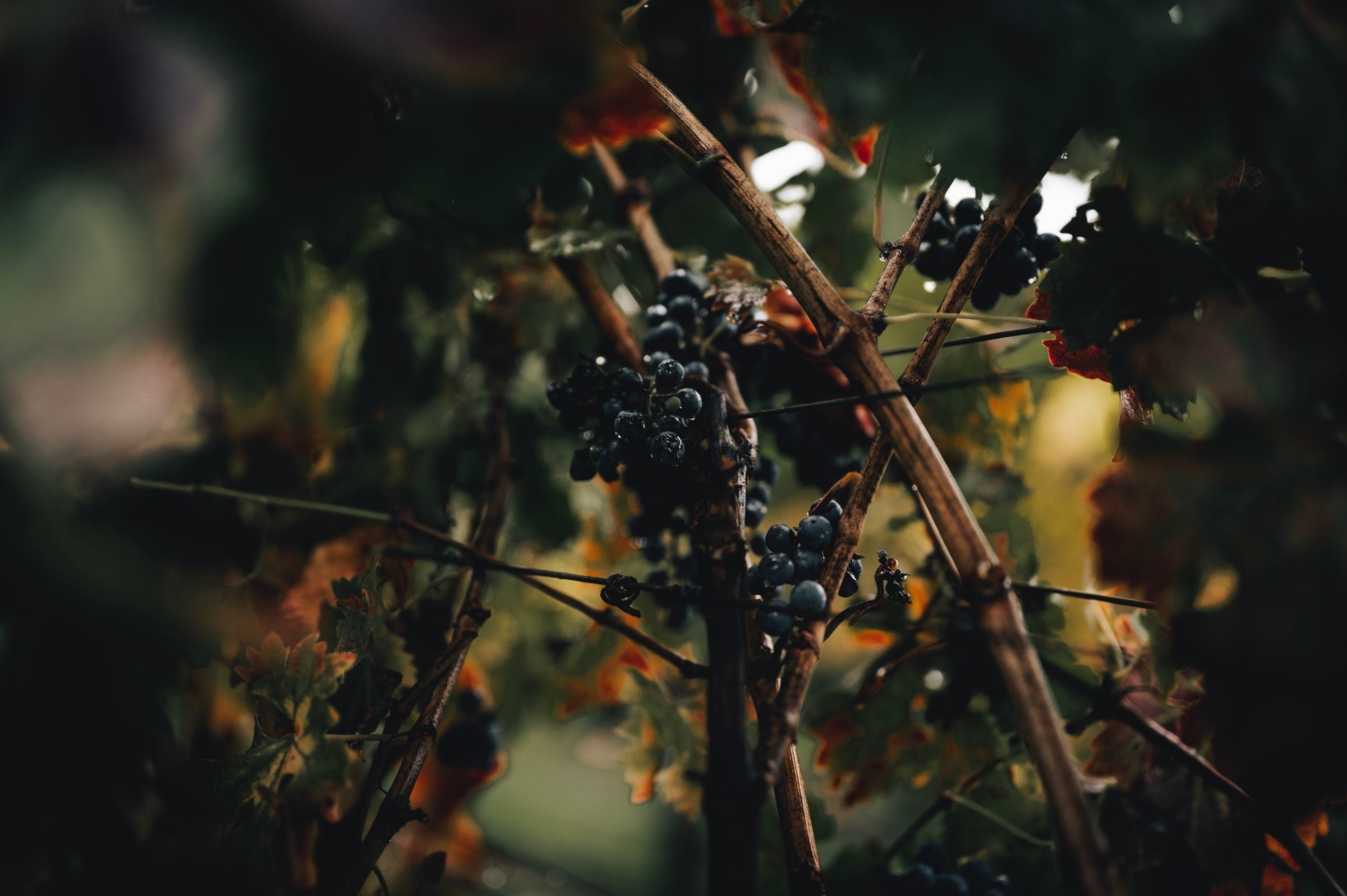 Organic grapes from California vineyard during the fall season, showcasing nature's beauty.