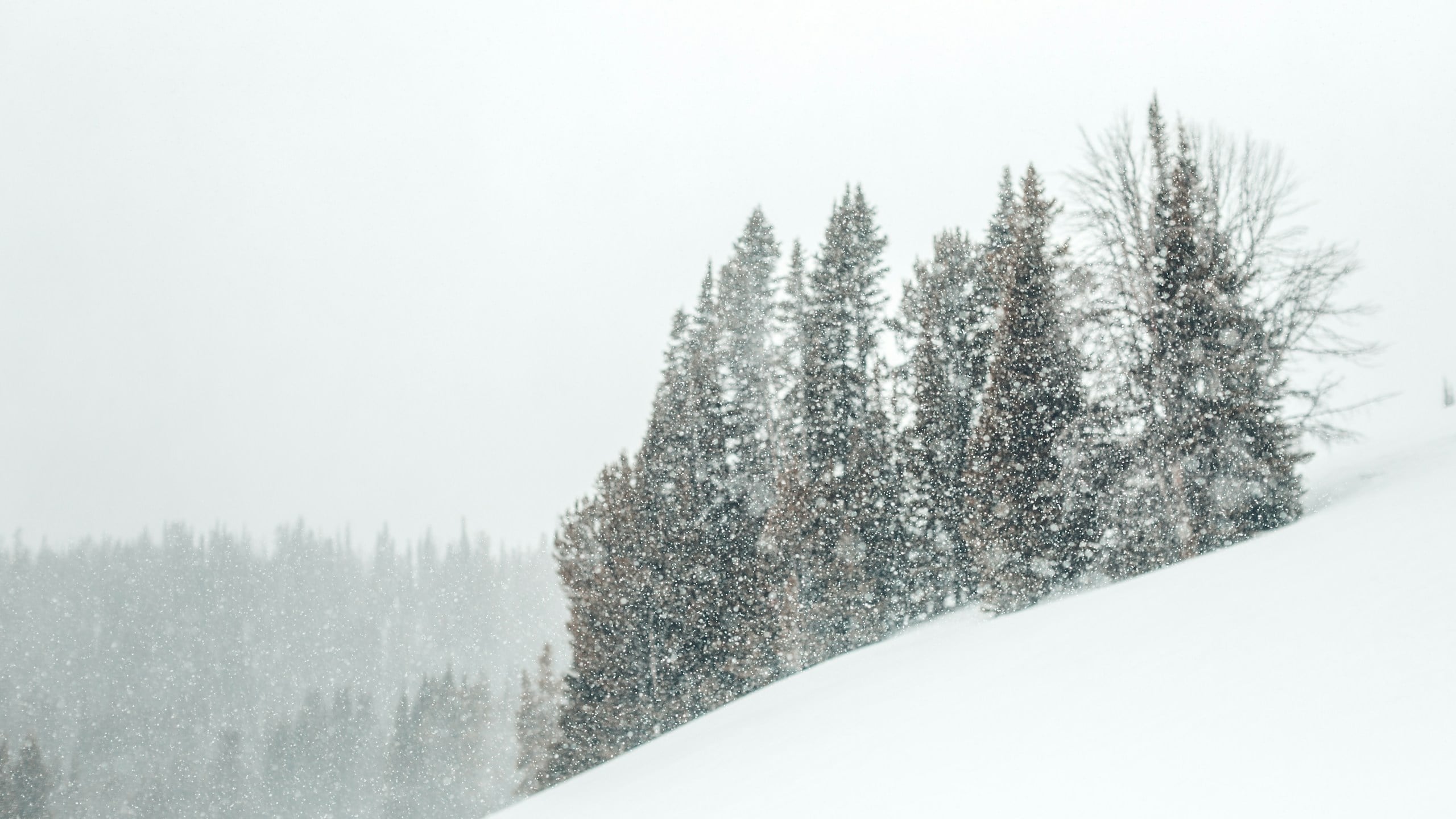 tree covered with snow during daytime