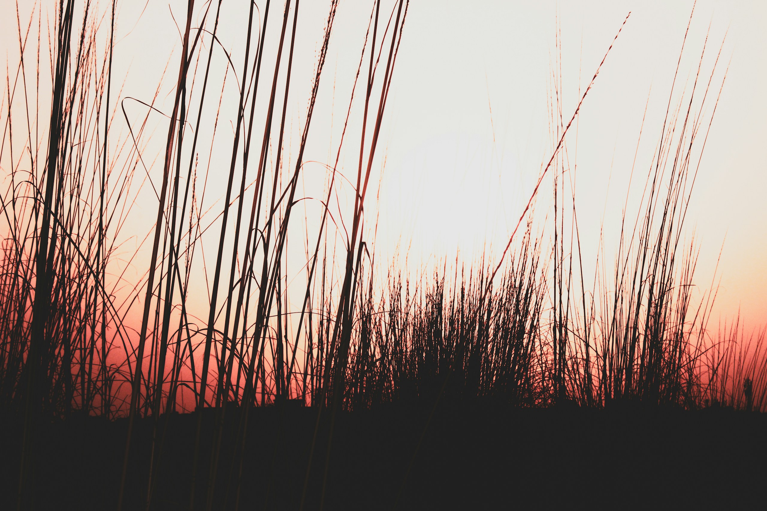 silhouette of grass