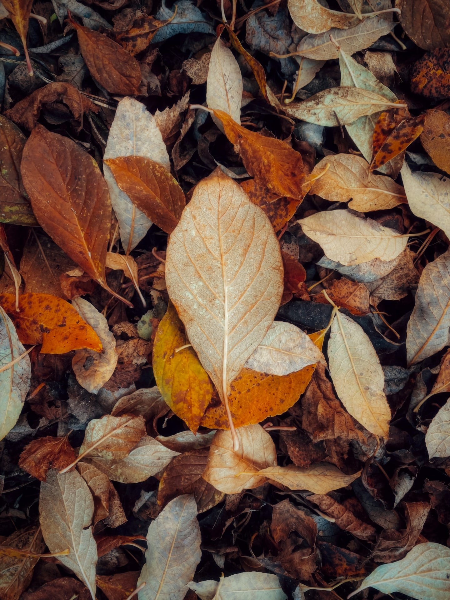 A pile of fallen autumn leaves on the ground.