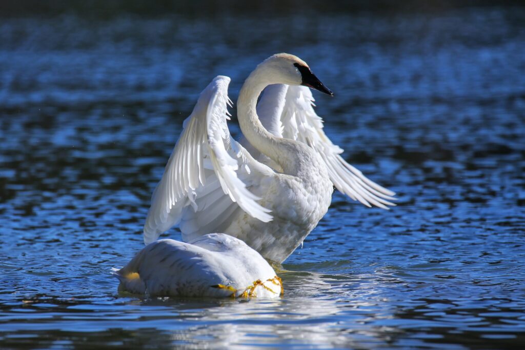Swan Song