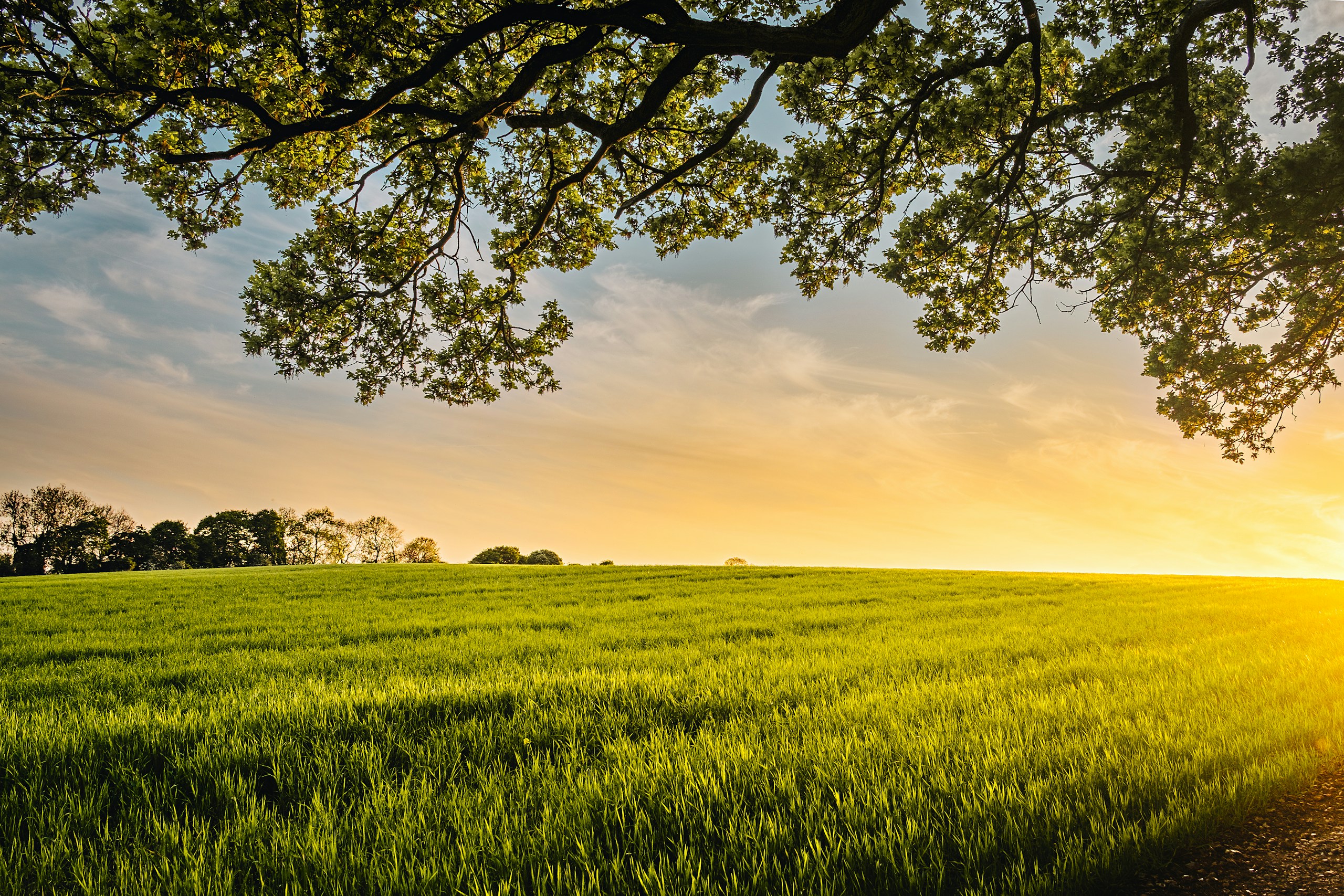 landscape photography of field