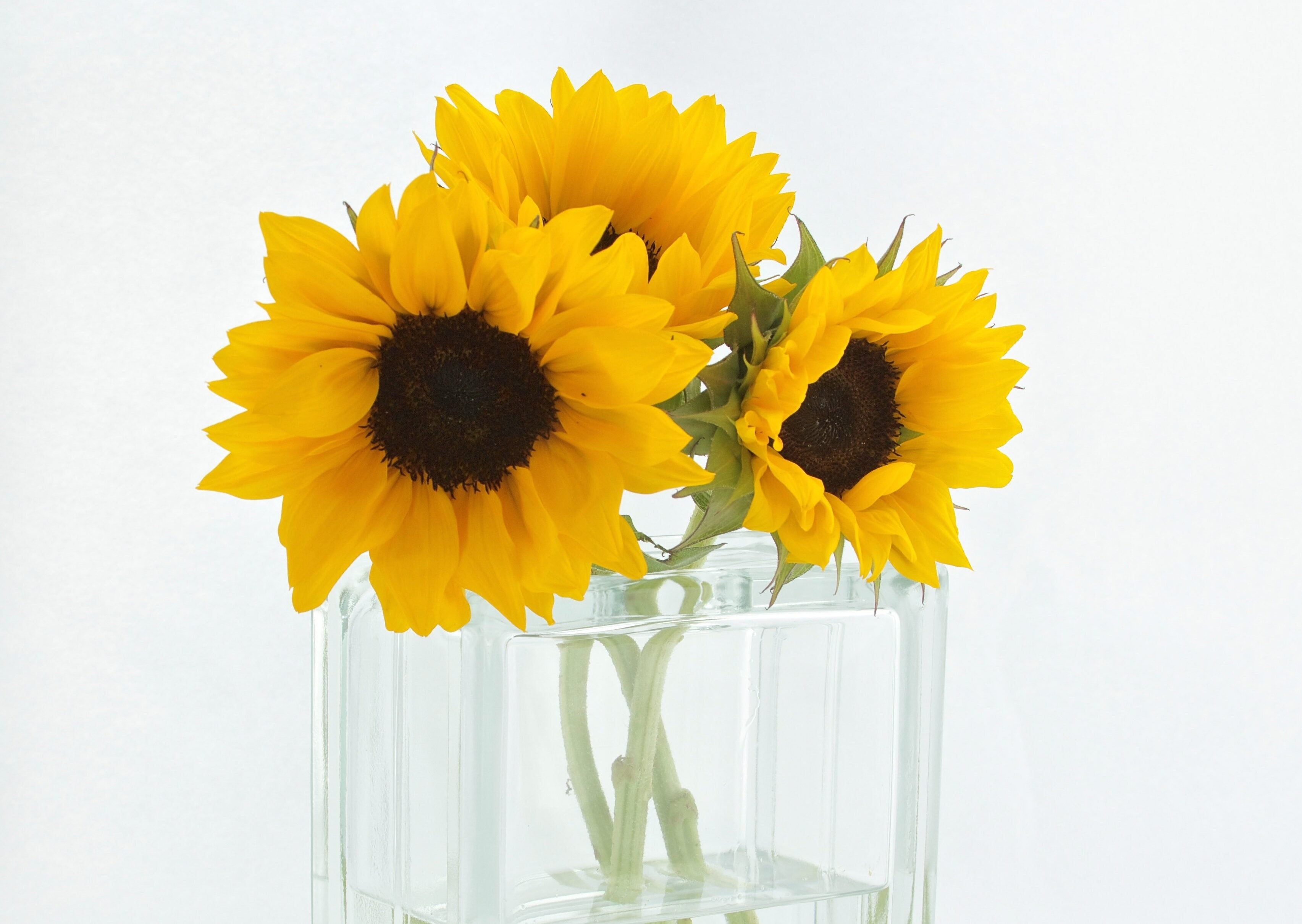 Yellow flowers