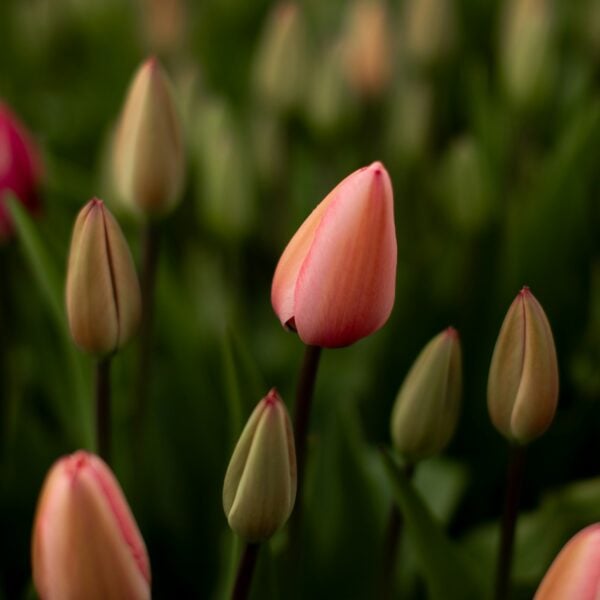 Close-up of pink tulip buds in a field.