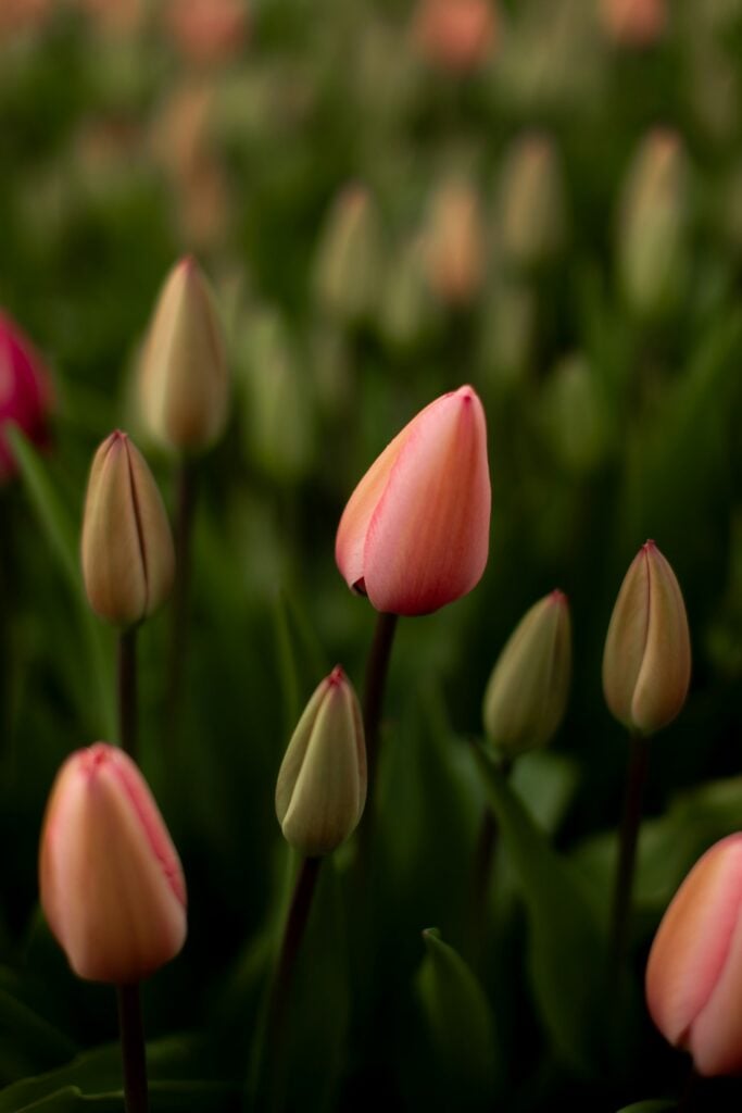 Close-up of pink tulip buds in a field.