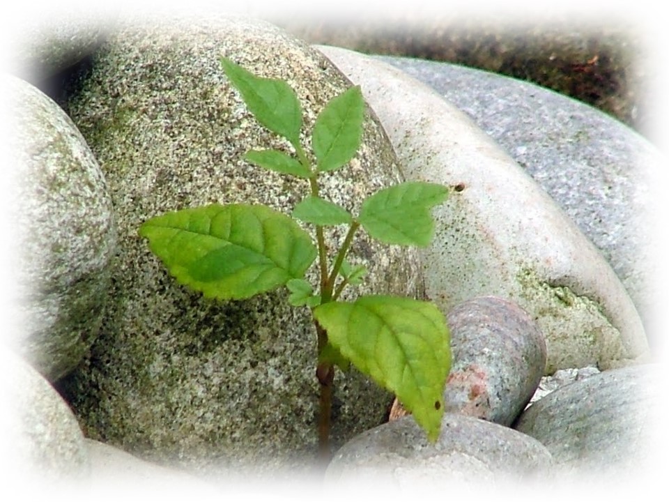 In Stony Places