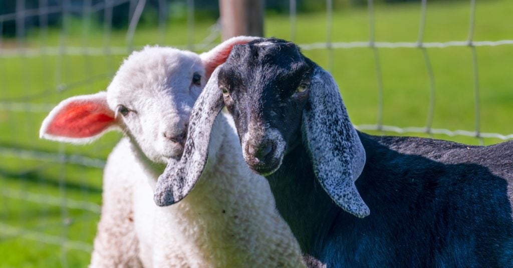 Separation of the Sheep and the Goats
