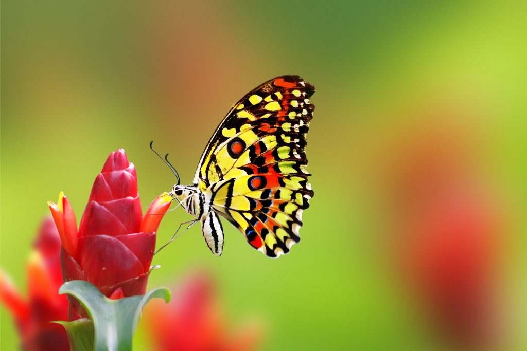 A Fun Day at Callaway Gardens: Sun. SEPT. 30