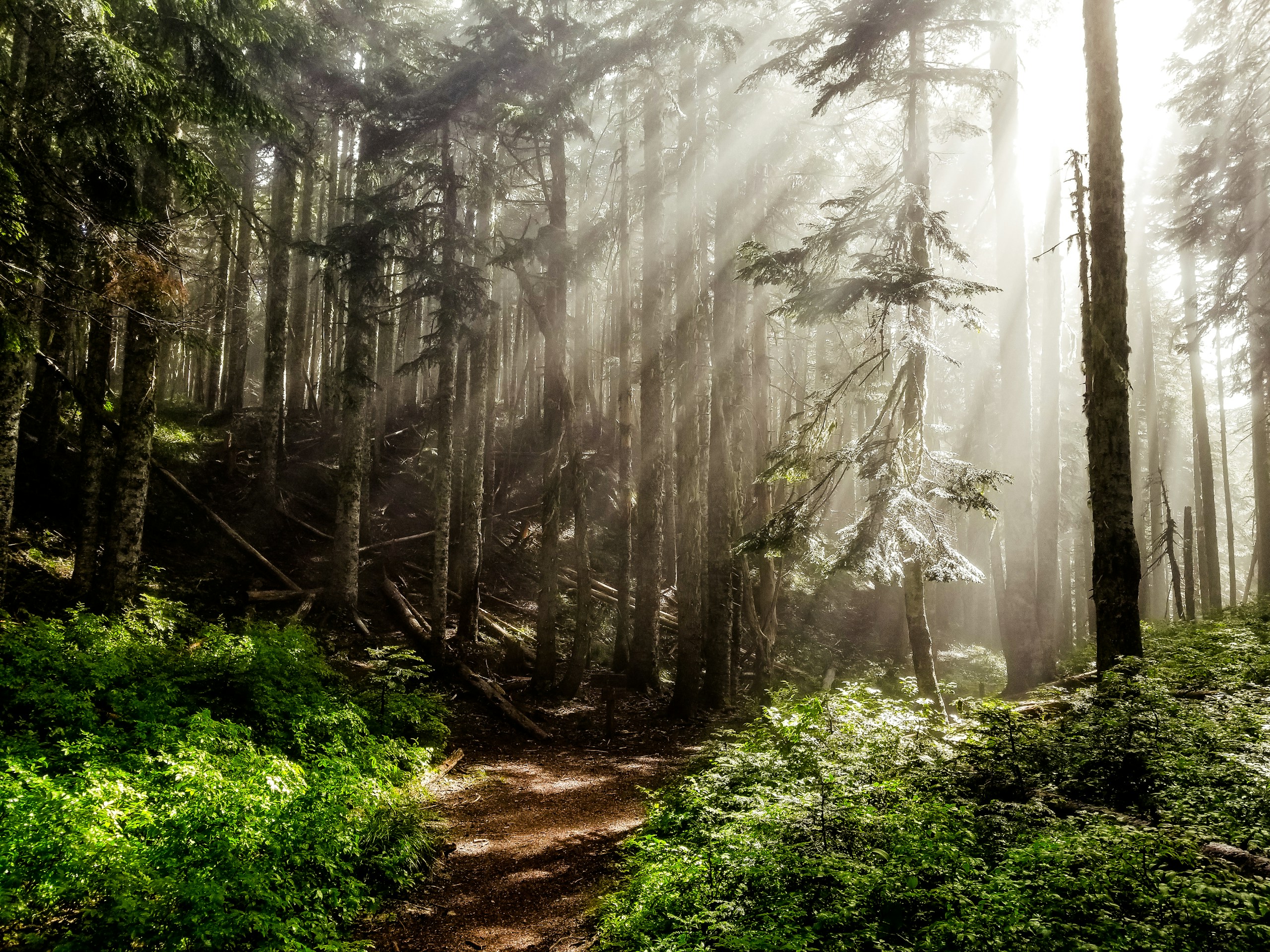 sun rays in forest