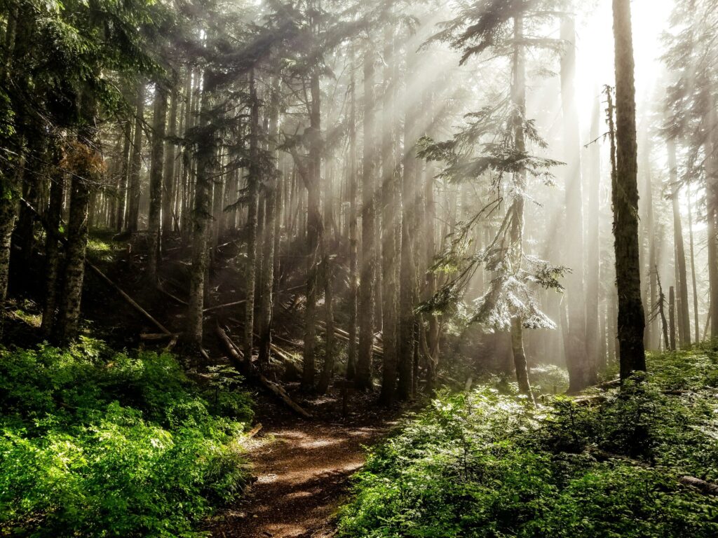 sun rays in forest