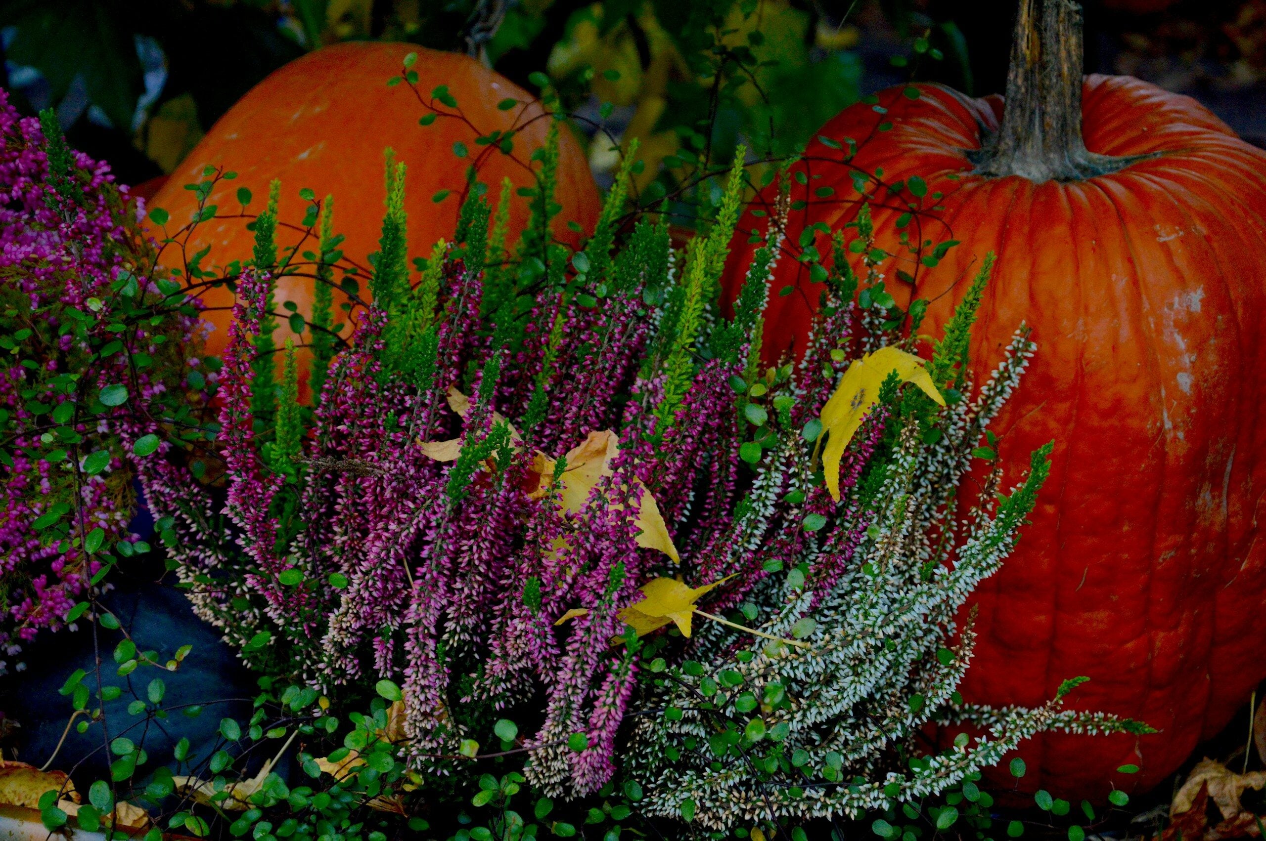 Two pumpkins with purple heather and green foliage
