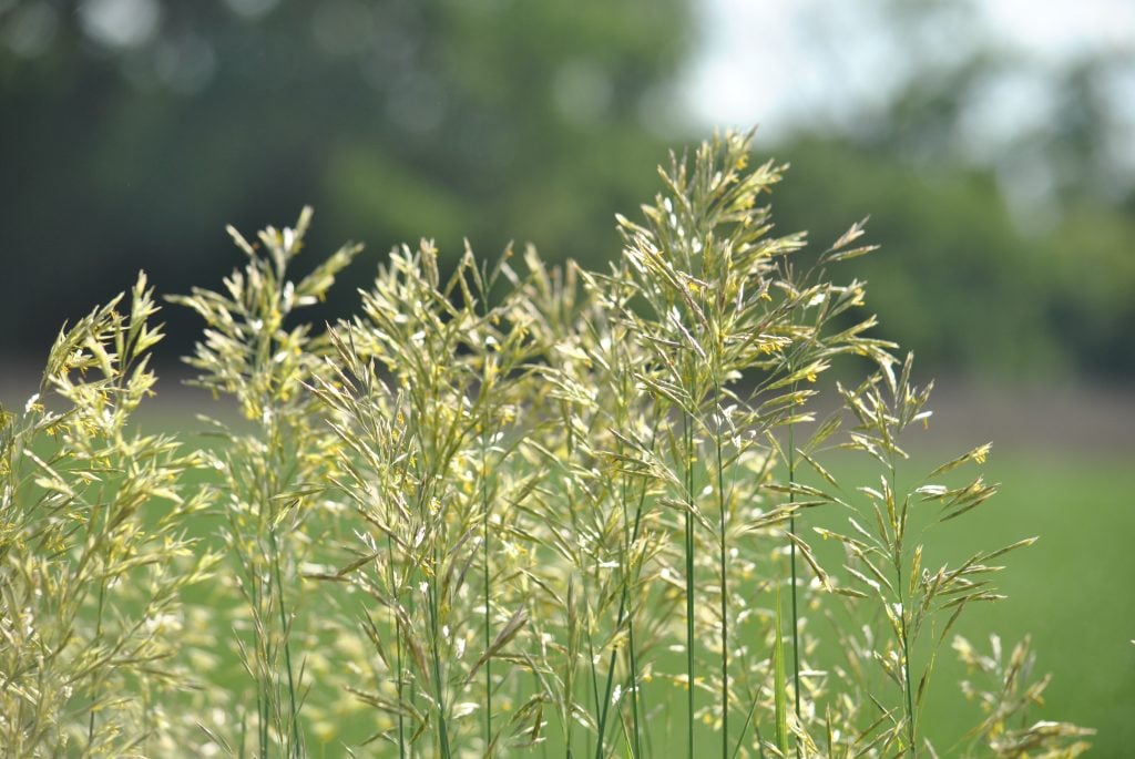 Wheat and Tares