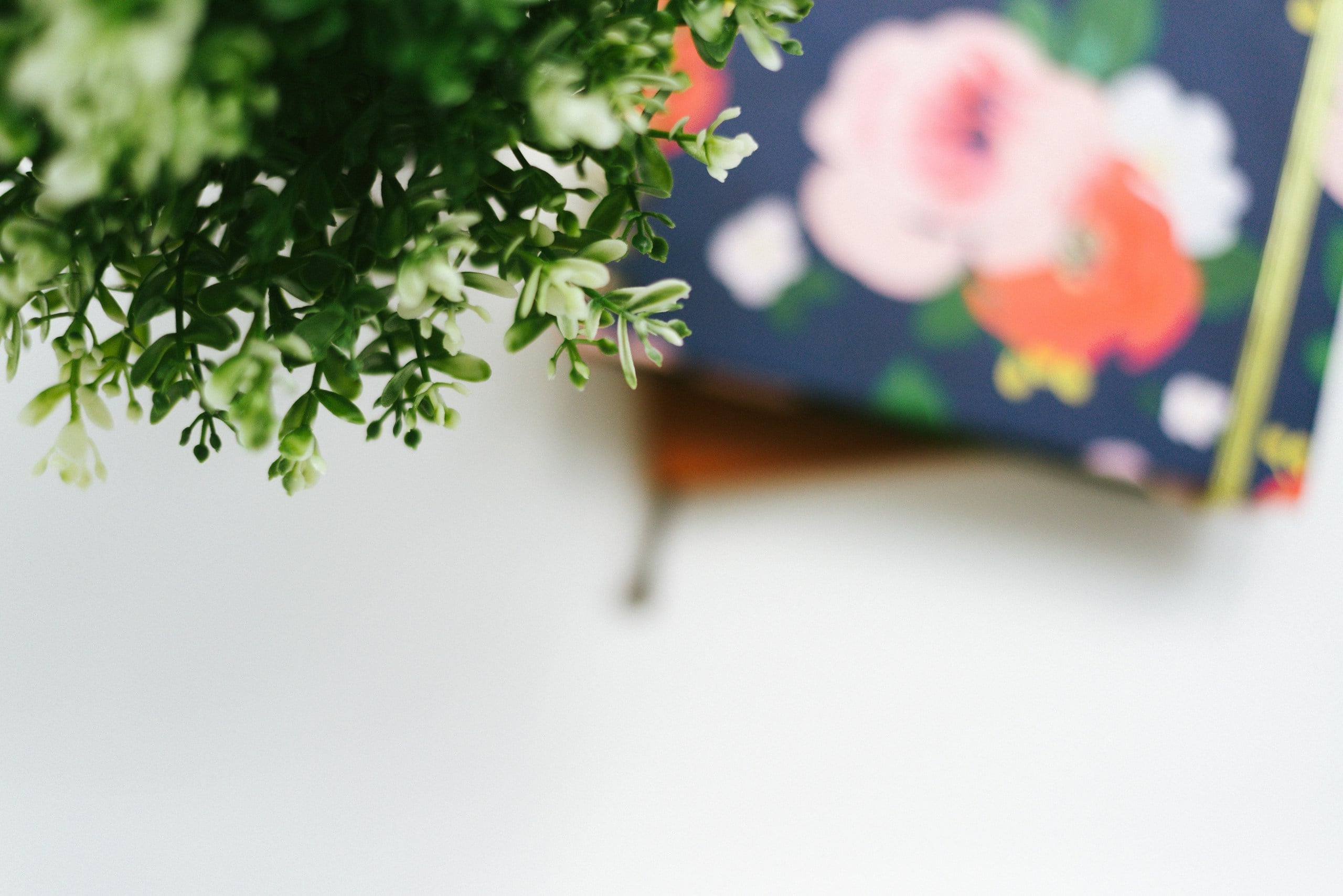 pink and white flower on blue table