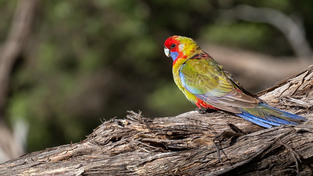 pennant's parakeet, parakeet, parrot, plumage, multicoloured, feathers, wildlife, ornithology, young bird, bird, nature, crimson rosella