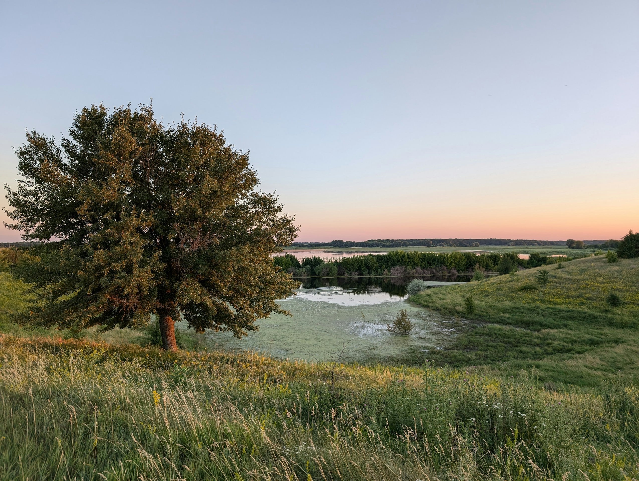 A lone tree on a hill overlooking a river