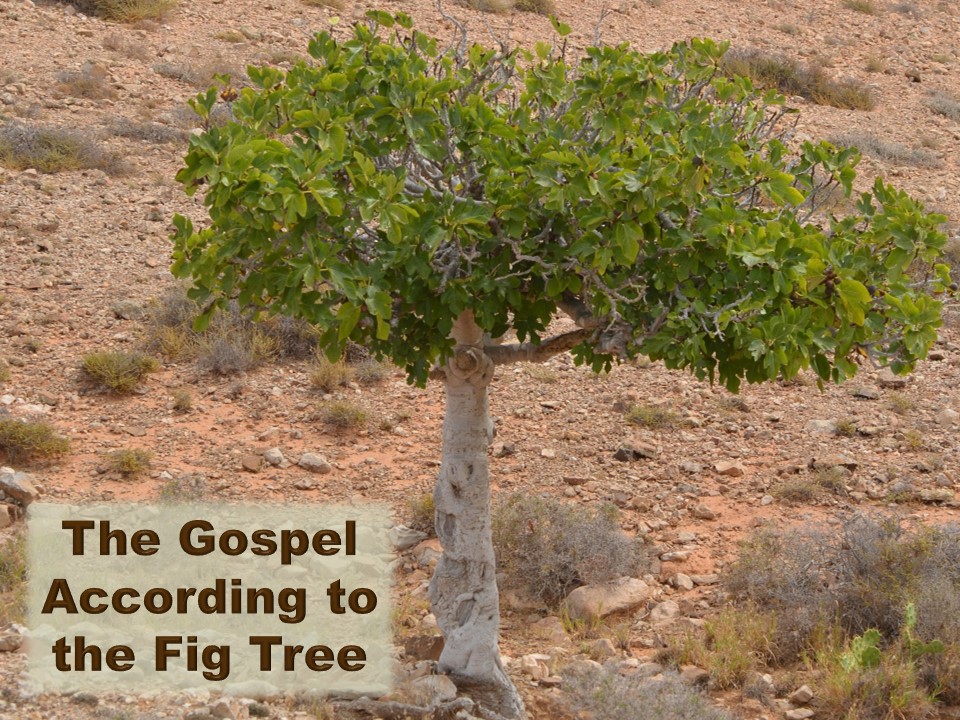 The Gospel According to the Fig Tree