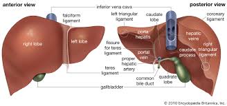 Liver Cleanse