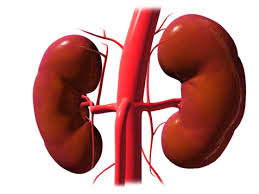 Kidney Detox