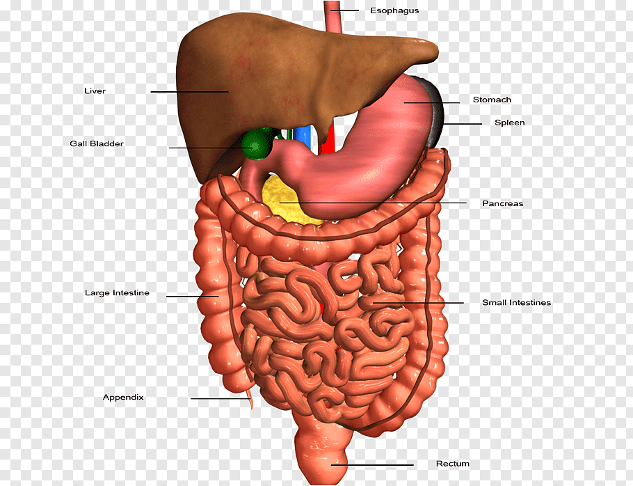 The Digestive System Part One