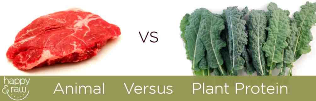 Animal and Plant Based Protein