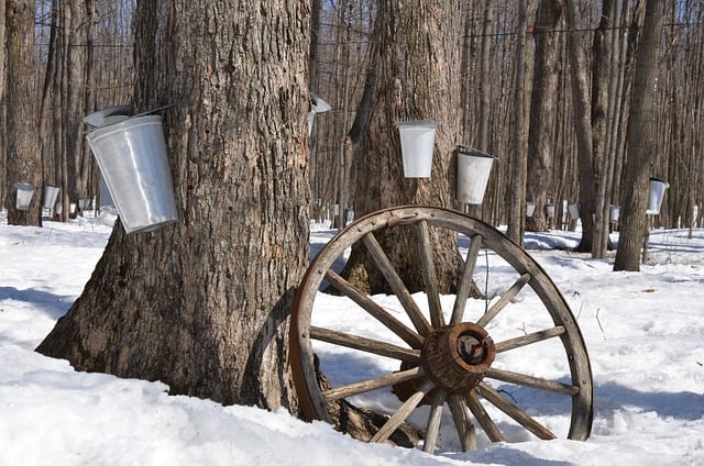Maple Sugaring