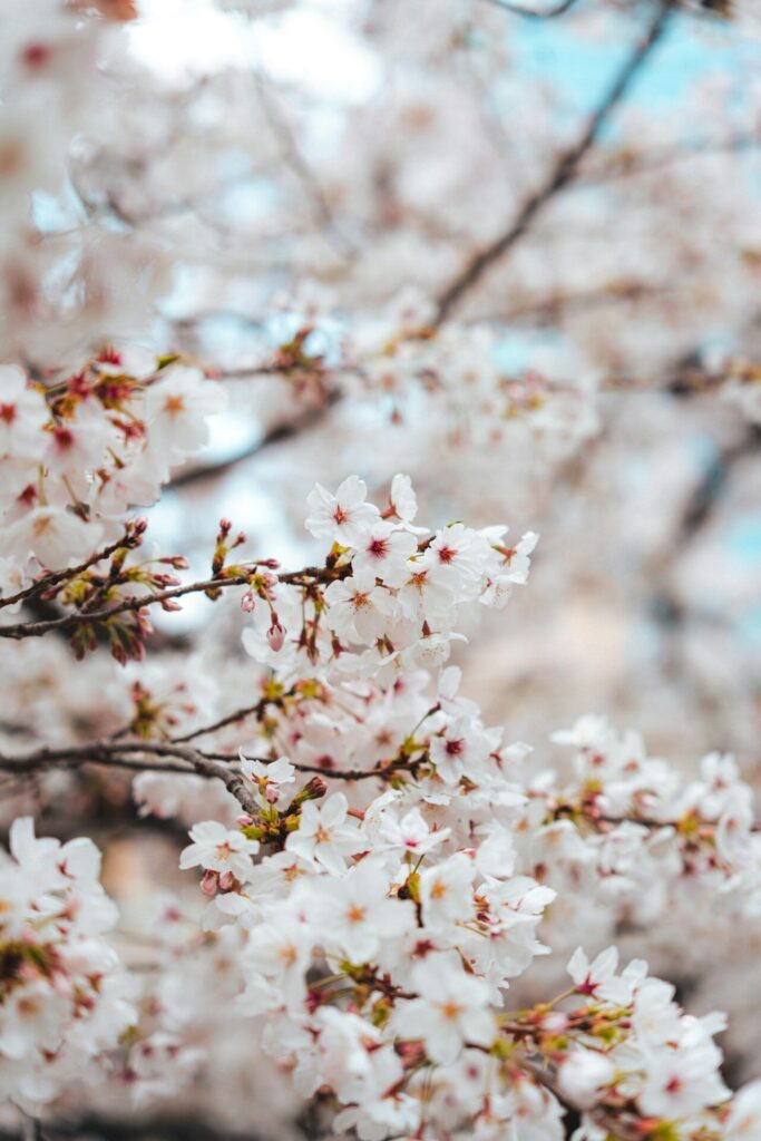 Beautiful white cherry blossoms with red centers on tree branches.