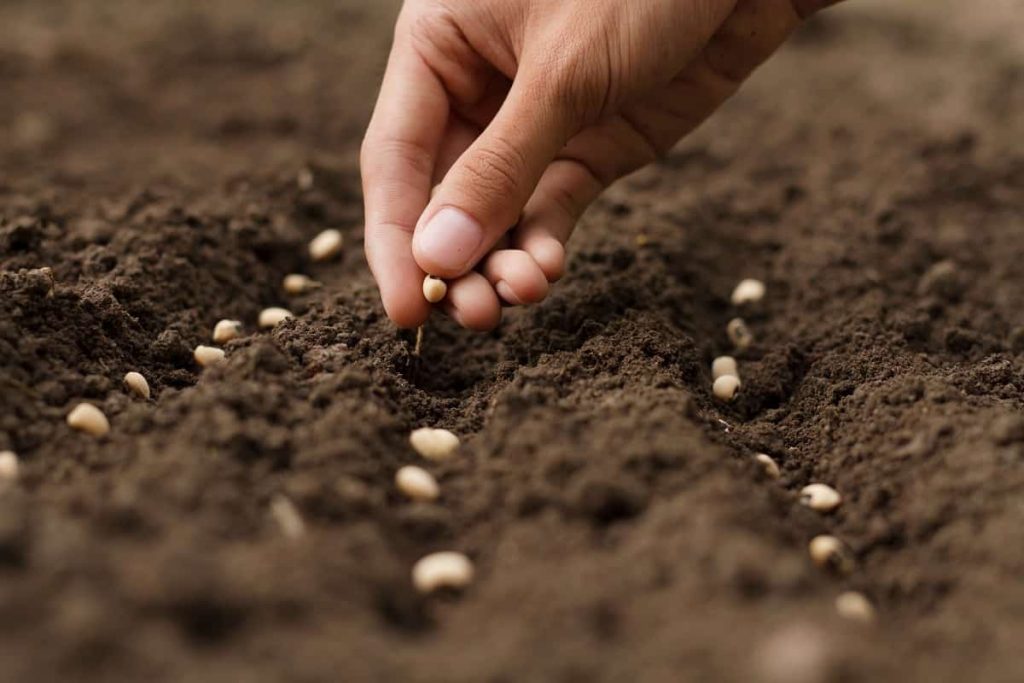 When Do We Sow Seeds