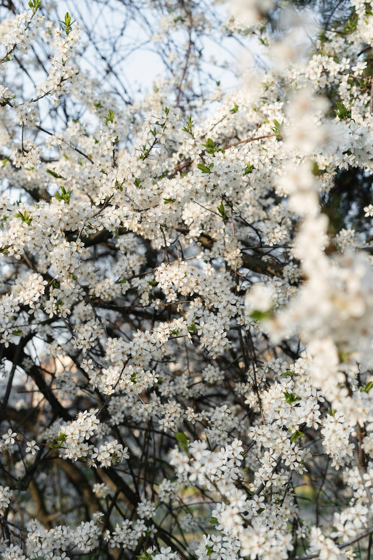 A tree branch covered in delicate white blossoms