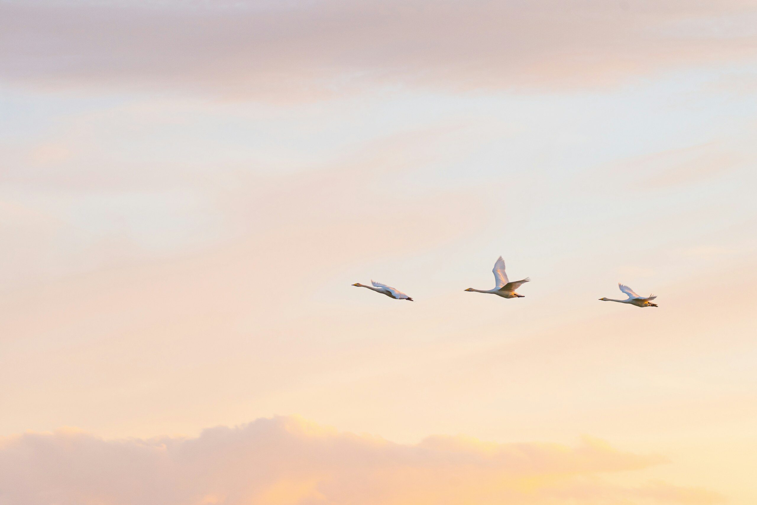 Three white swans flying across a soft pink and orange sky