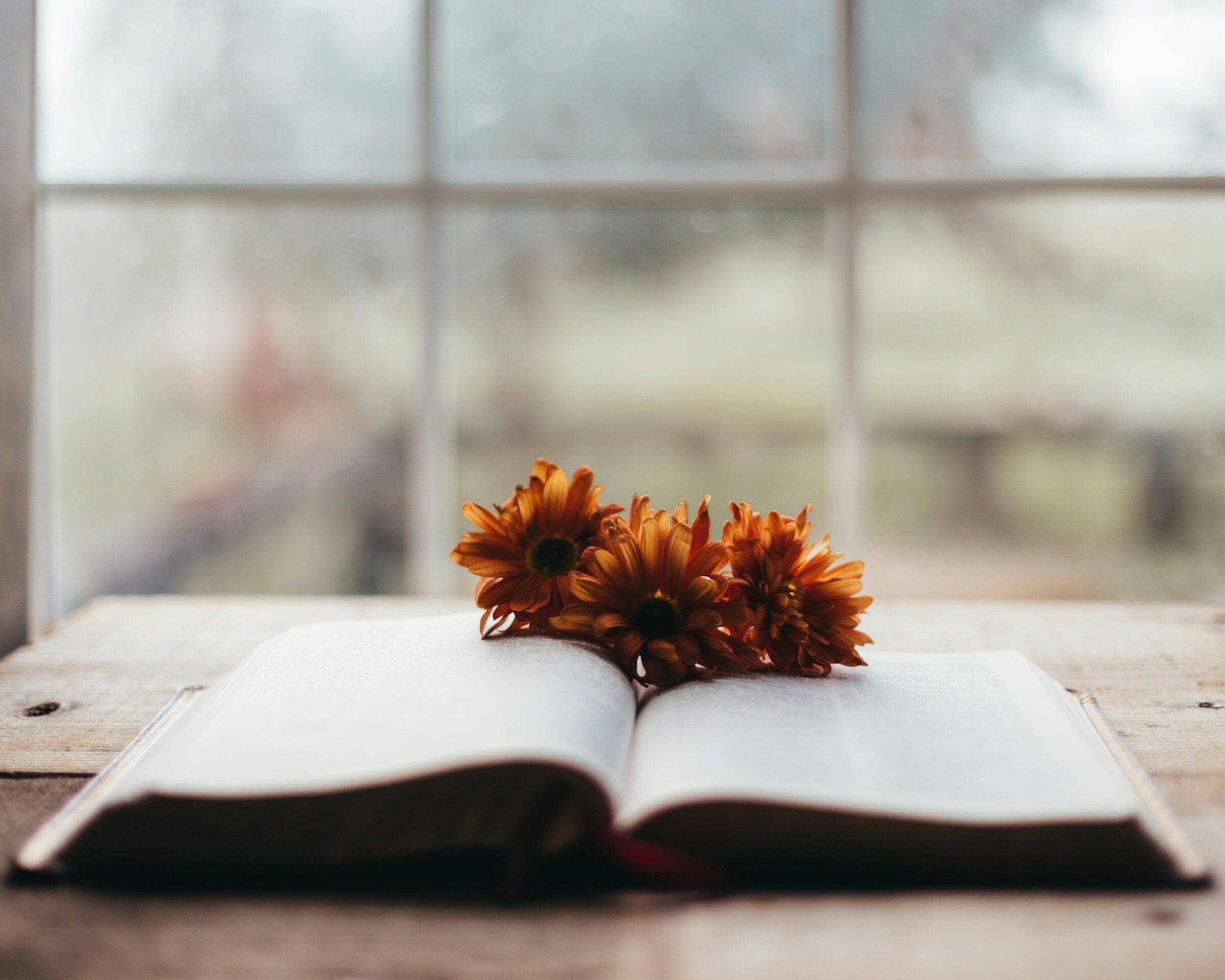 Orange flowers rest on an open book by window