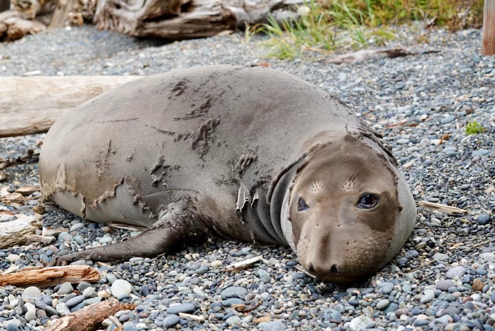 Ellie the Elephant Seal: An Unexpected Guest at a Retreat
