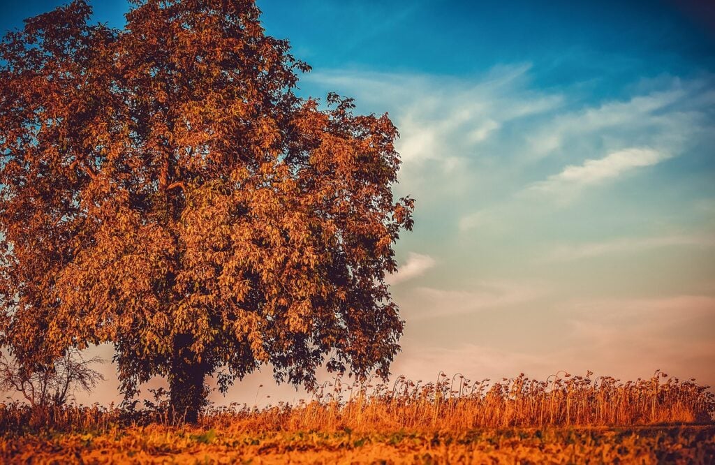 tree, wallpaper 4k, nature, nature background, windows wallpaper, beautiful wallpaper, free wallpaper, beautiful nature, autumn, desktop backgrounds, wallpaper hd, growth, season, 4k wallpaper 1920x1080, mac wallpaper, 4k wallpaper, free background, nature wallpaper, cool backgrounds, outdoors, hd wallpaper, full hd wallpaper, laptop wallpaper, wallpaper