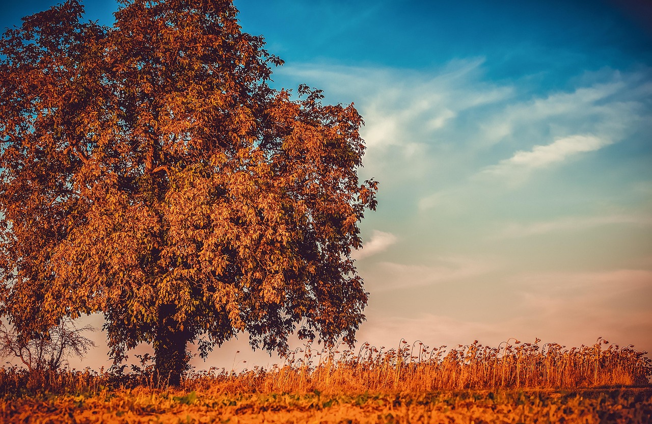 tree, wallpaper 4k, nature, nature background, windows wallpaper, beautiful wallpaper, free wallpaper, beautiful nature, autumn, desktop backgrounds, wallpaper hd, growth, season, 4k wallpaper 1920x1080, mac wallpaper, 4k wallpaper, free background, nature wallpaper, cool backgrounds, outdoors, hd wallpaper, full hd wallpaper, laptop wallpaper, wallpaper