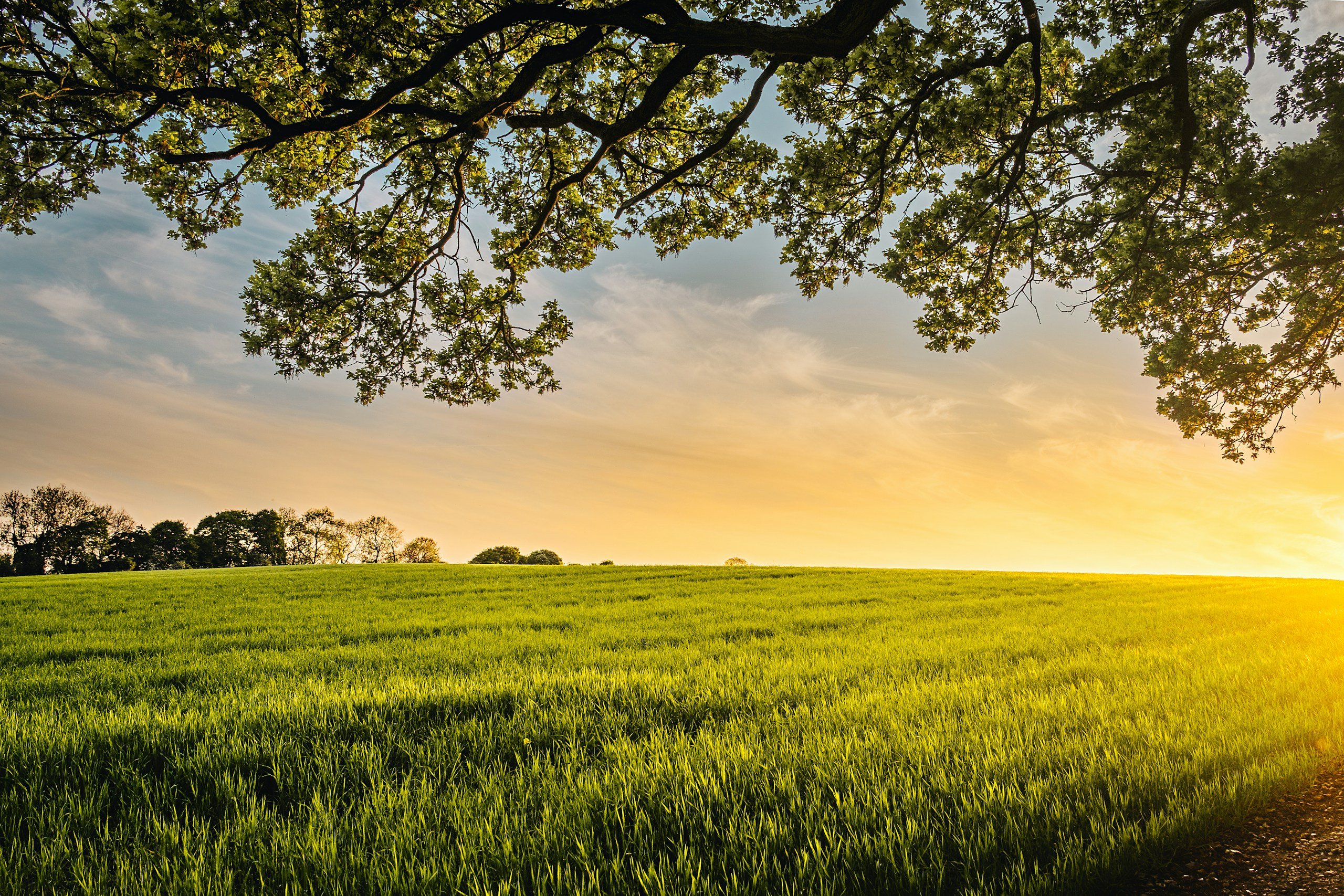 landscape photography of field