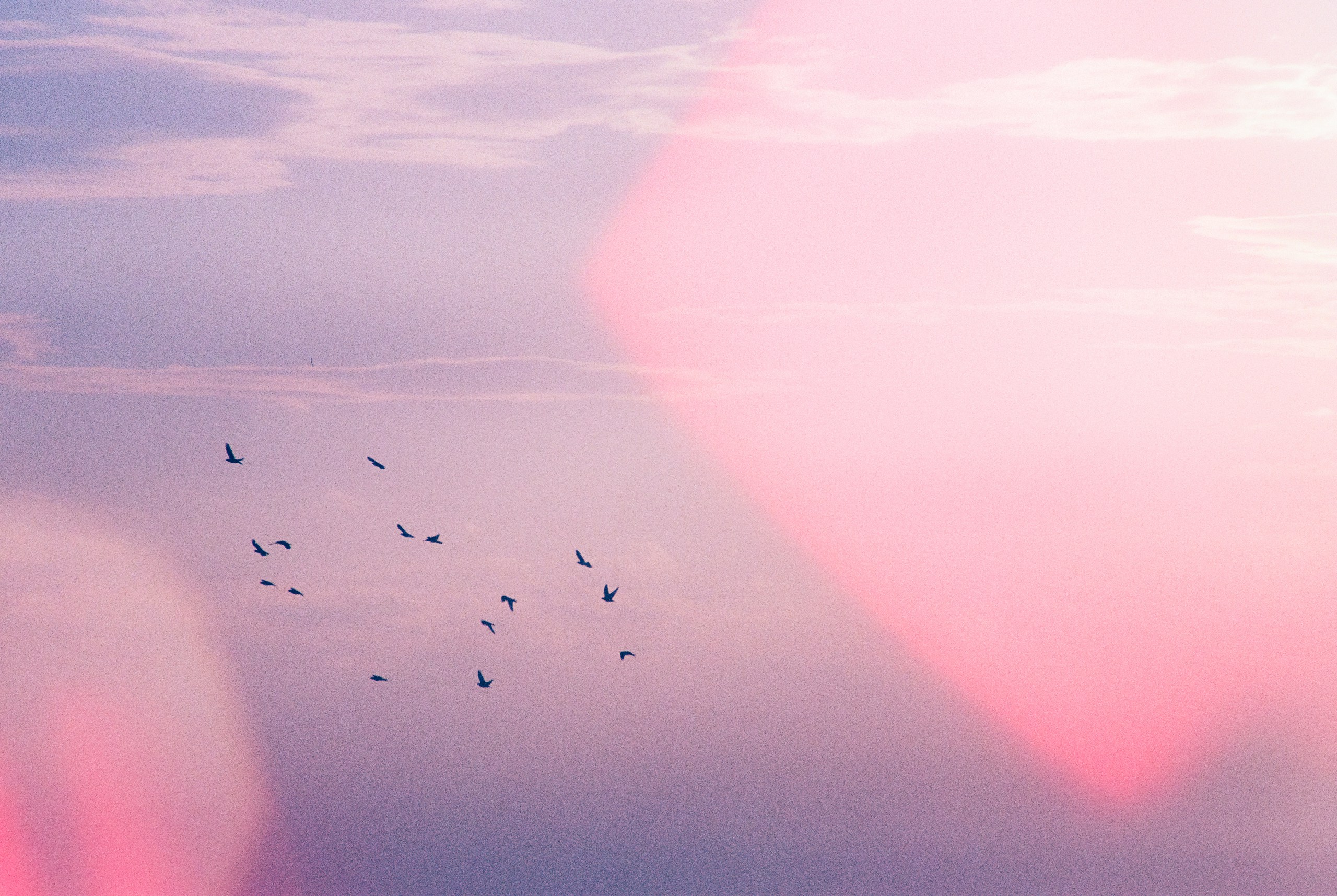 Flock of birds flying in a pastel sky