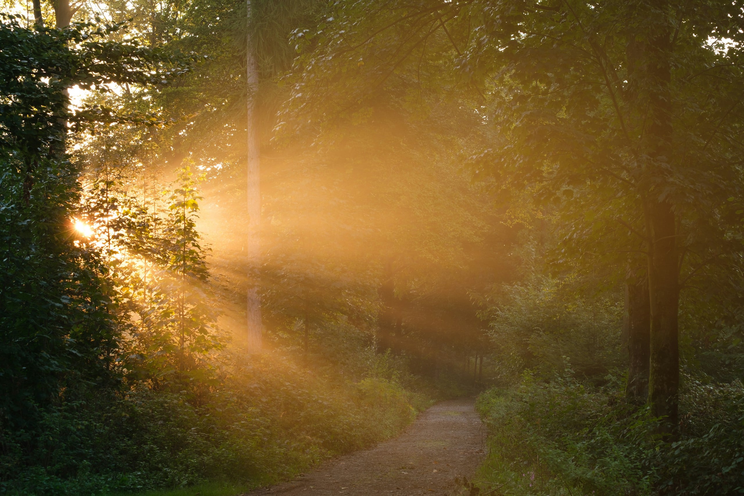 Sunlight streams through a misty forest path.